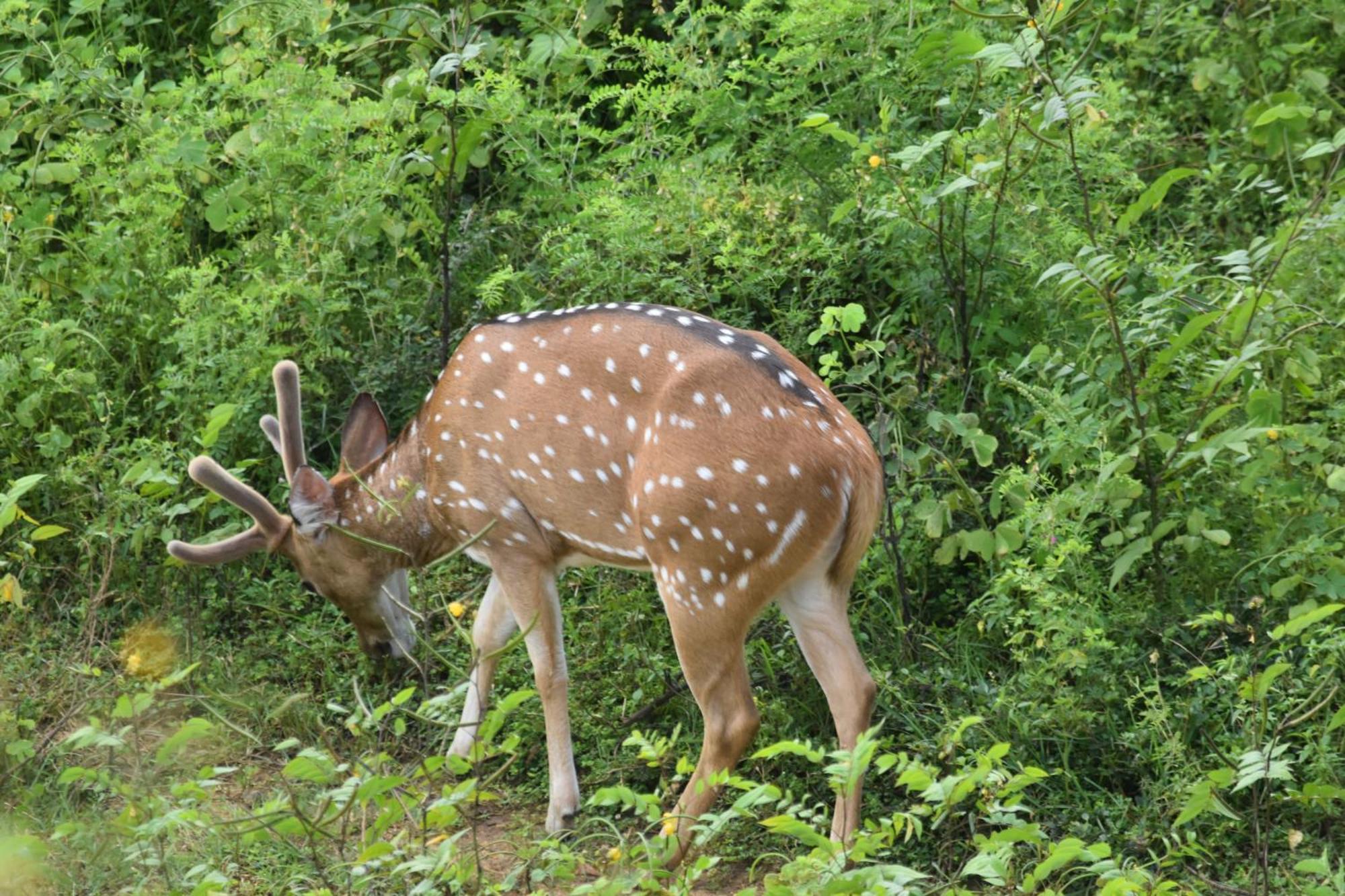 אודוואלאווה Wild Lake Side מראה חיצוני תמונה